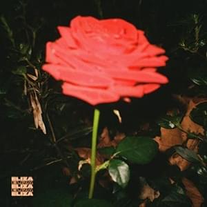 Midnight Rose - ELIZA