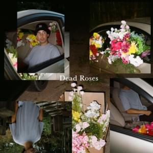 Dead Roses - Ollie