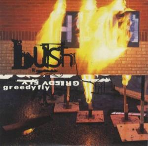 Greedy Fly - Bush