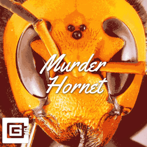 Murder Hornet - CG5