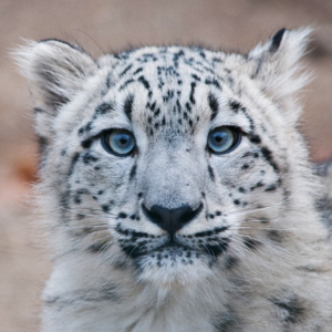 Снежный барс (Snow Leopard) - Lida, Лекс 1707 (Lex 1707) & Где Ноар (Gde Noar)