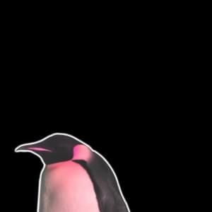 ​how to scare a penguin - Bill Wurtz