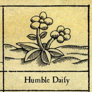 Humble Daisy - XTC