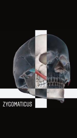 В долгий путь (1 раунд 17ib) (On a Long Journey) - ZYGOMATICUS