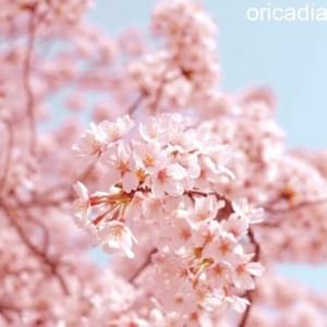 Hana (Flower) - Oricadia