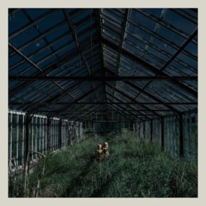 Glass Coughs - Foxing