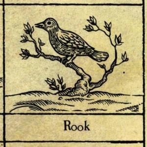 Rook - XTC