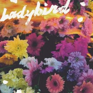 Ladybird - NewDad