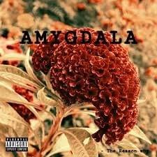 Amygdala Intro - Domani