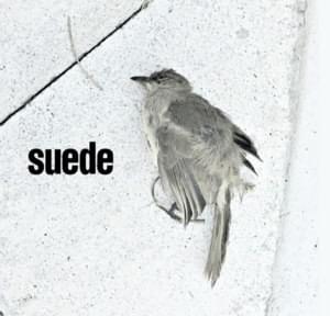 The Invisibles - Suede