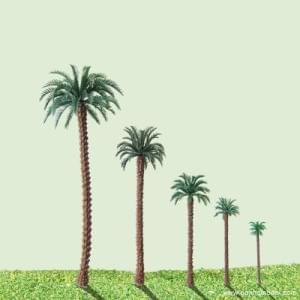 Palm Trees - Xoly