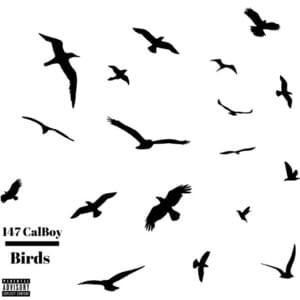 Birds - Calboy