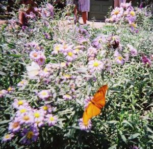 Lil Tokyo (Disposable) - ​gnash