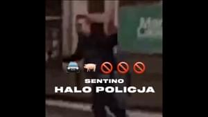 Halo Policja - Sentino