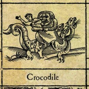 Crocodile - XTC