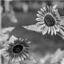 Happy Mother’s Day - Gillian Welch