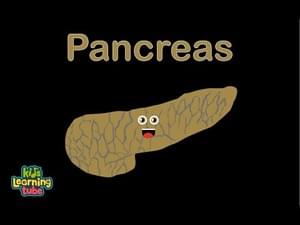 Human Body /Pancreas Song/Human Body Systems - Kids Learning Tube