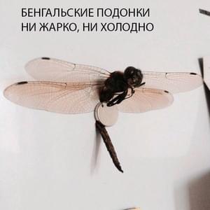 Ни жарко, ни холодно (Neither hot nor cold) - Эйфория (Eyforiya)