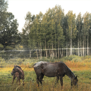 Pensive - Pianos Become the Teeth