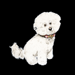 Bichon Frise - Father