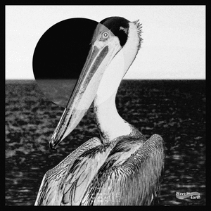 ‎bird - ​wave to earth