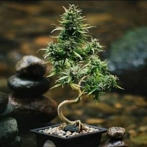 ​bonsai - 5mewmet & Юпи (Jupi)