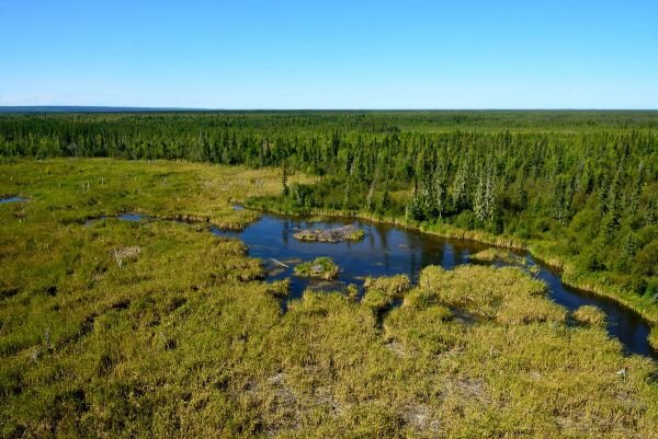 Самая большая в мире бобровая плотина