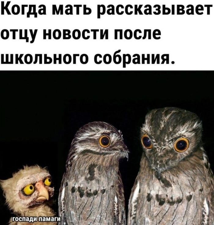 Большой сборник прикольных картинок с подписями