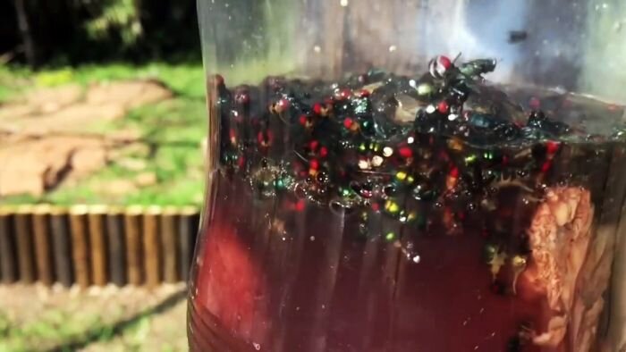Мухоловка из пластиковой бутылки своими руками