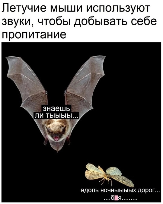Картинки с надписями, смешные