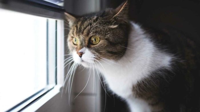Когда кот смотрит в окно и не реагирует — это знак, который нельзя игнорировать