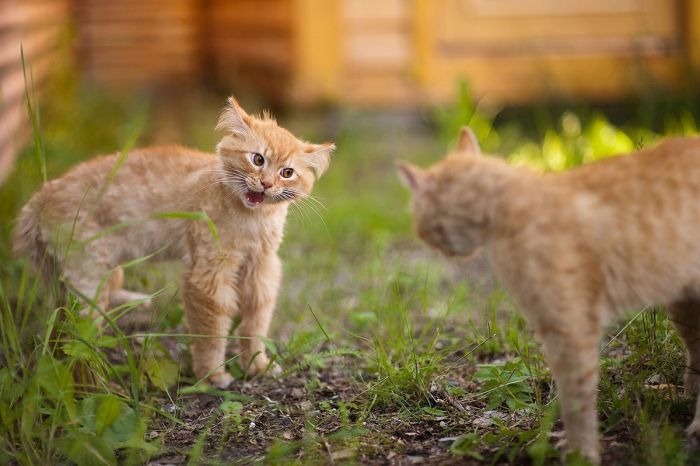 Что происходит с котом, когда он получает дозу валерьянки