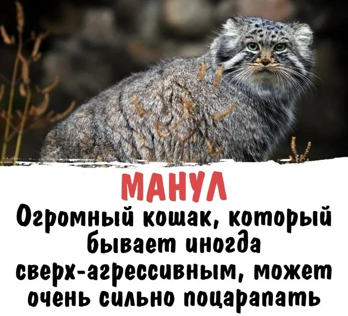 Интересная биология — удивительные факты о животных и растениях #105