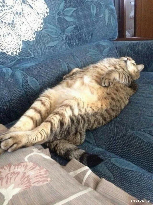 Кото-баяны