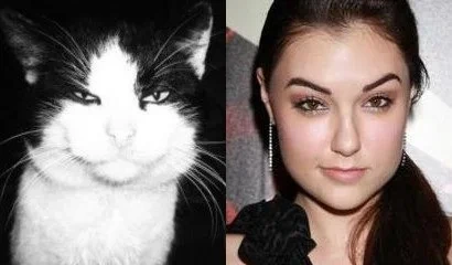 Кото-баяны