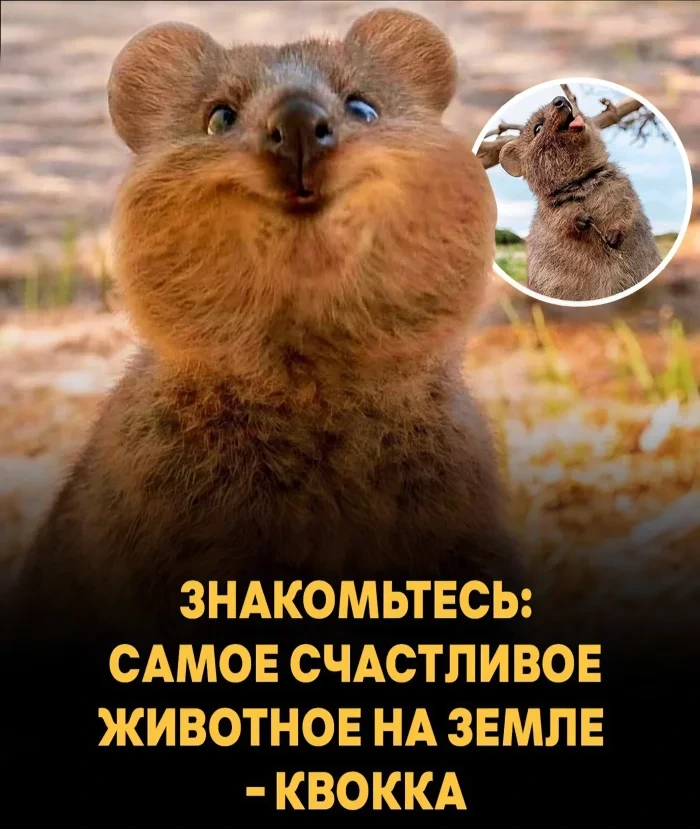 Квокка — самое счастливое животное на Земле