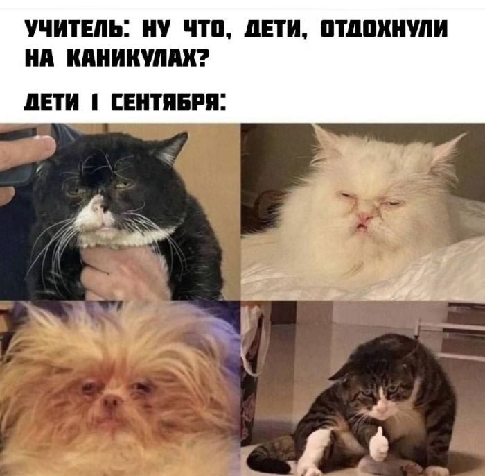 Лучшие мемы в большой подборке юмора!