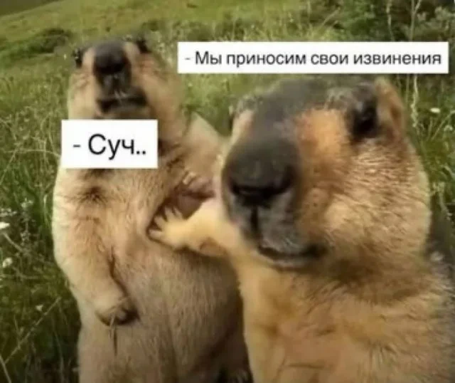 Свежие мемы